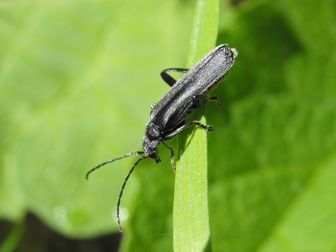 Cantharis tristis