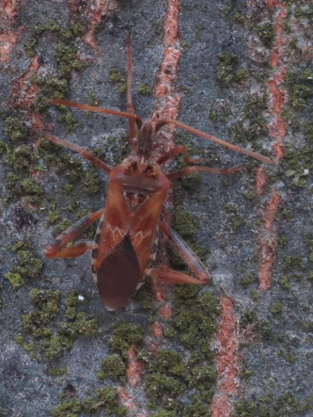 coreidae: Leptoglossus occidentalis della Liguria (GE)