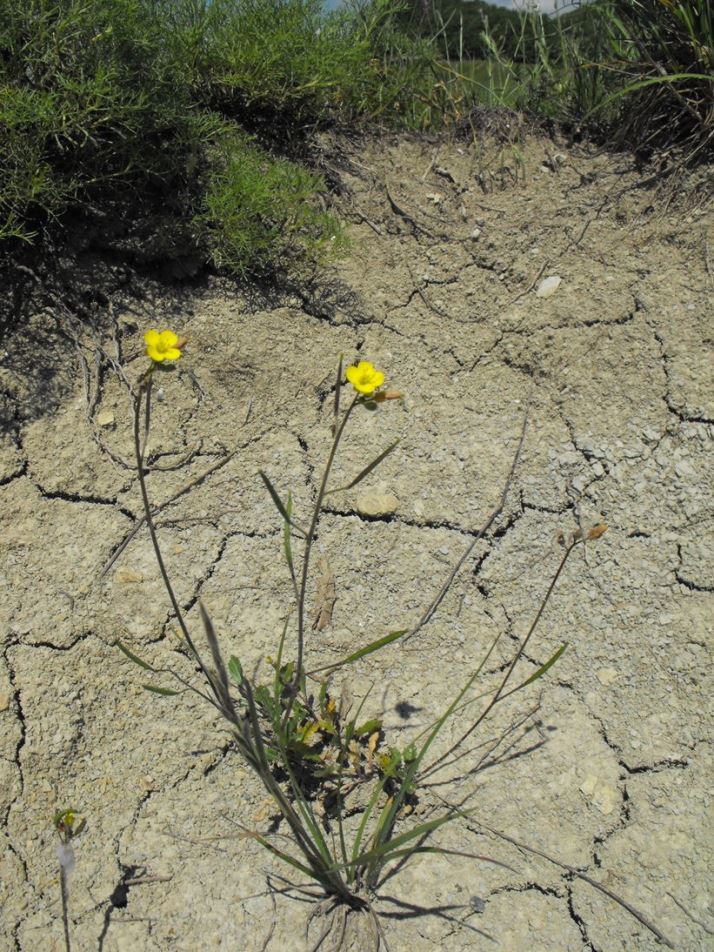 Diplotaxis tenuifolia