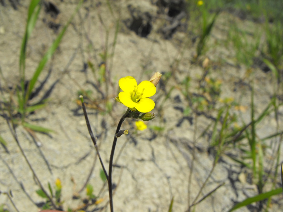 Diplotaxis tenuifolia