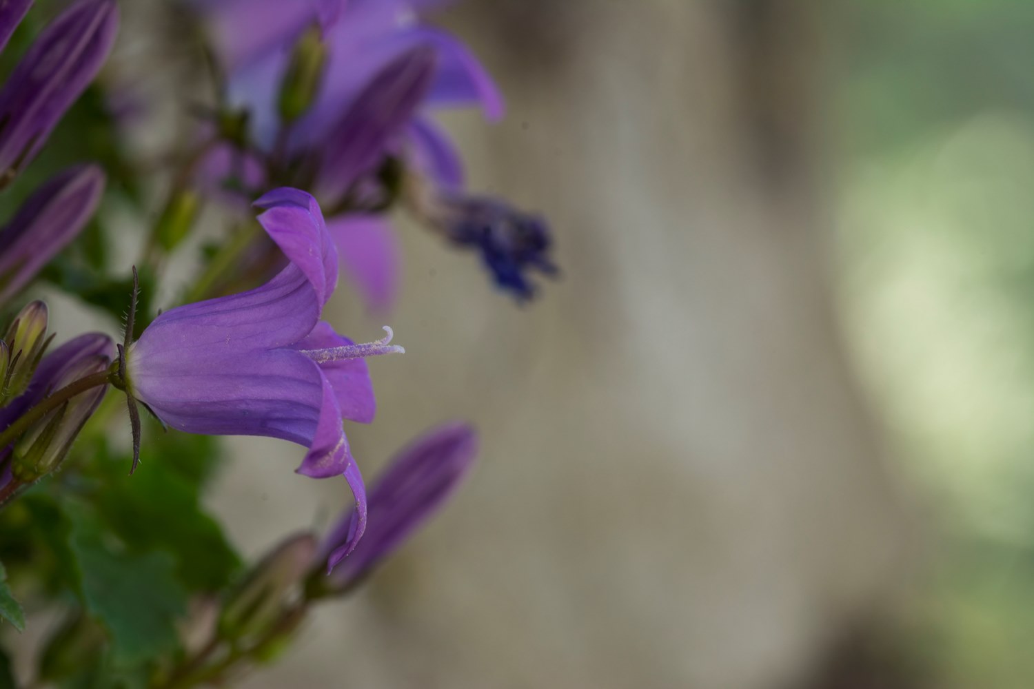 Campanula portenschlagiana