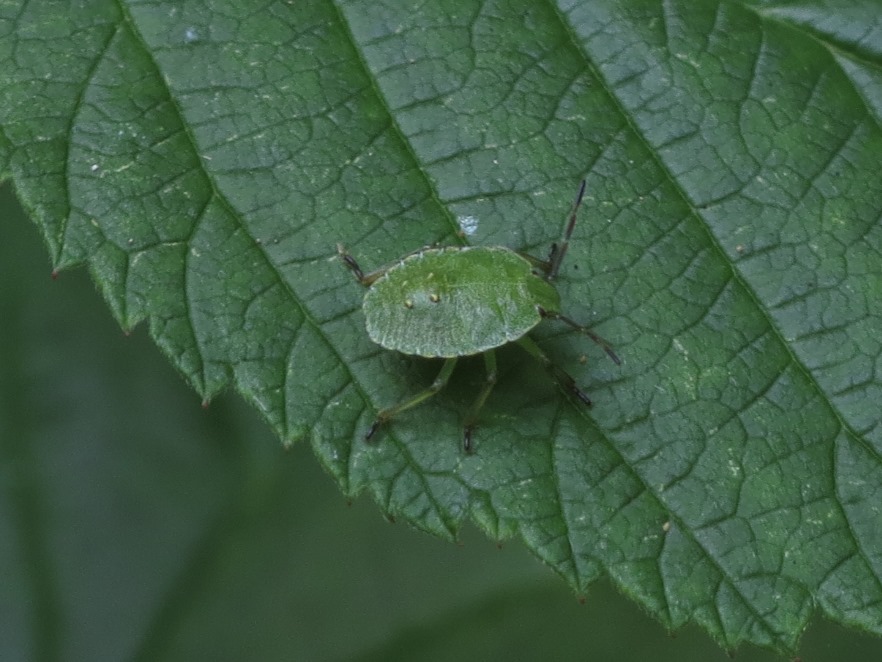 Palomena sp.