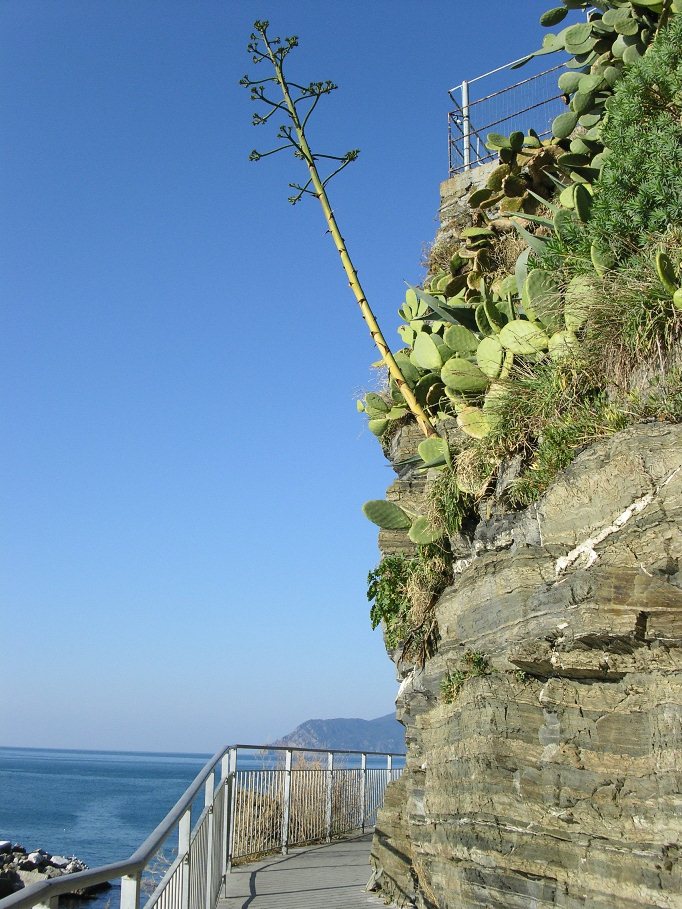 Riomaggiore (Cinque Terre)