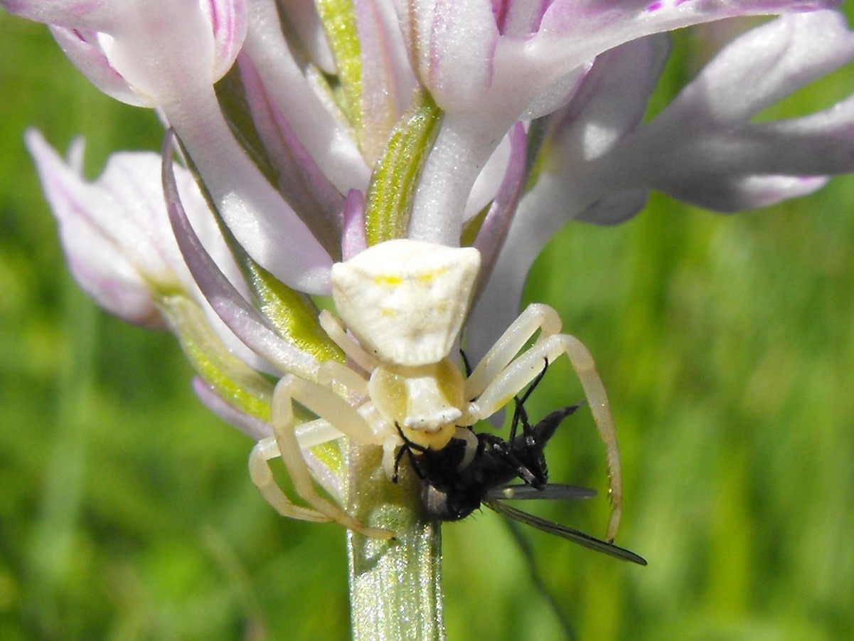 Thomisus onustus - Valbrevenna (GE)