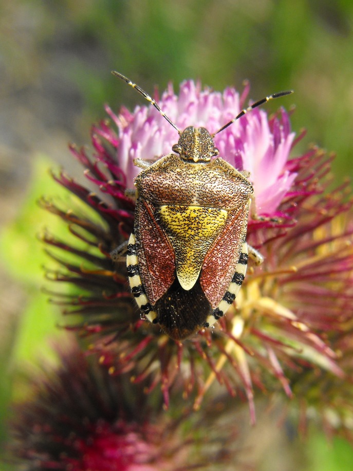 Pentatomidae: Dolycoris baccarum della Liguria (GE)