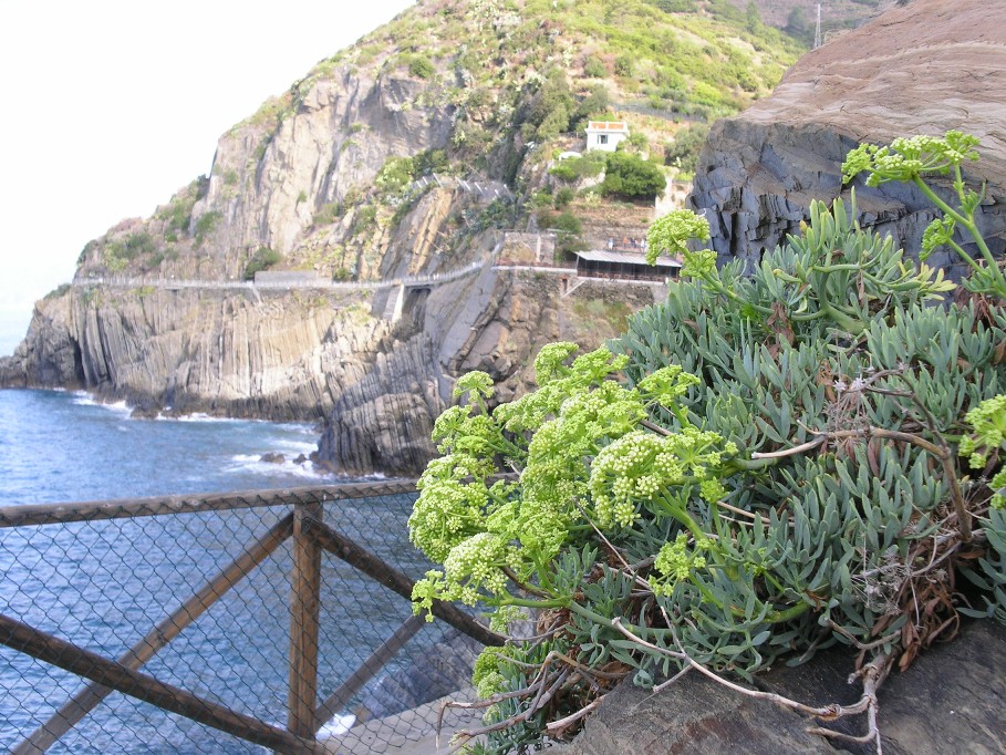 Riomaggiore (Cinque Terre)