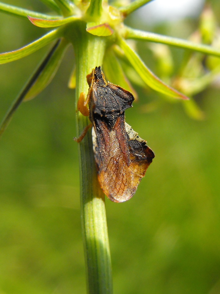 Reduviidae: Phymata crassipes della Liguria (GE)