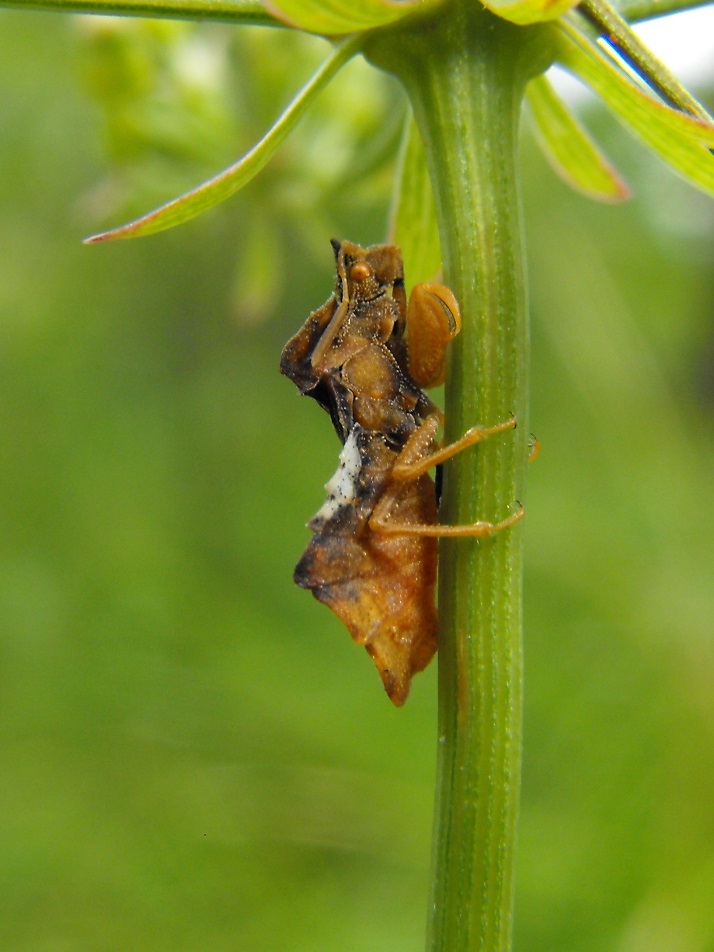 Reduviidae: Phymata crassipes della Liguria (GE)