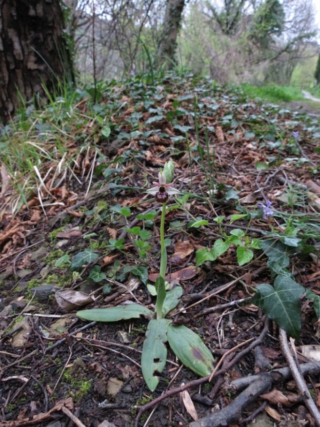 Ophrys exaltata subsp. montis-leonis