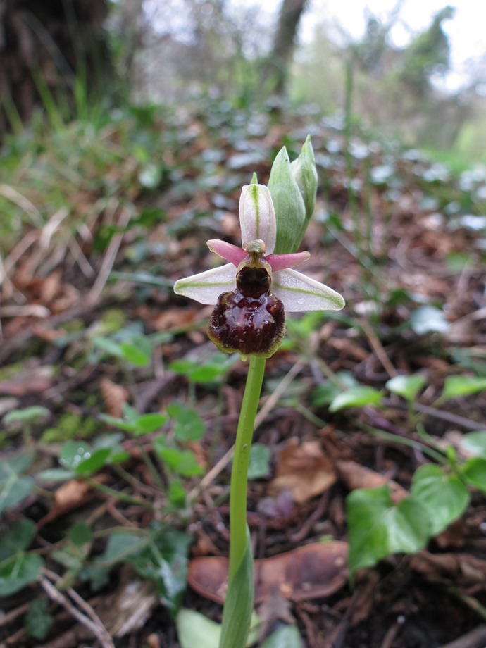 Ophrys exaltata subsp. montis-leonis