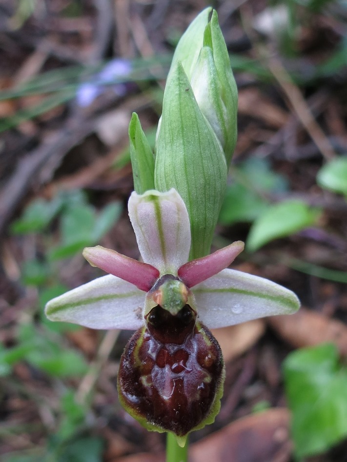 Ophrys exaltata subsp. montis-leonis