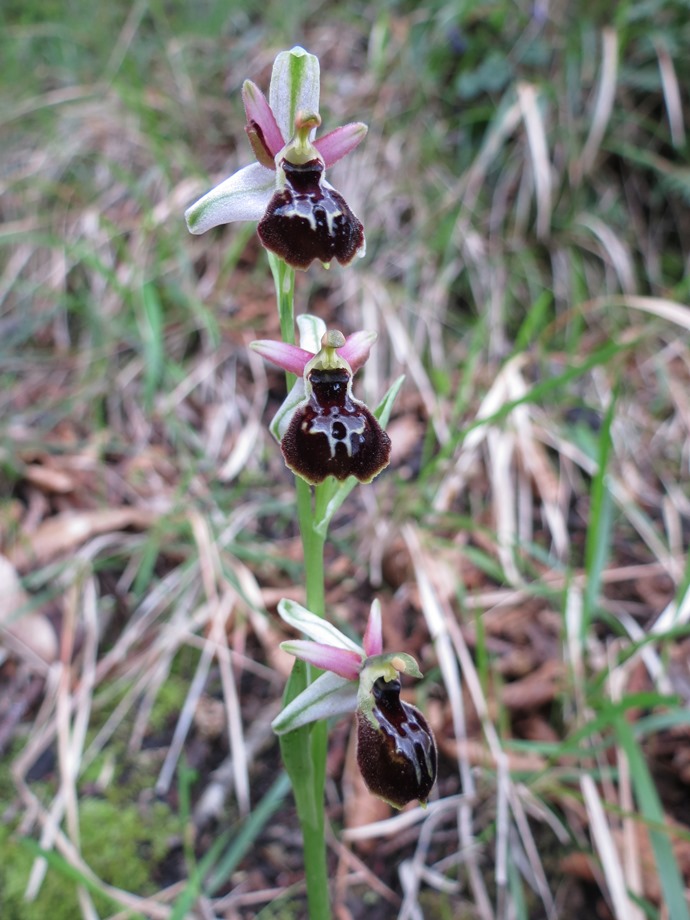 Ophrys exaltata subsp. montis-leonis