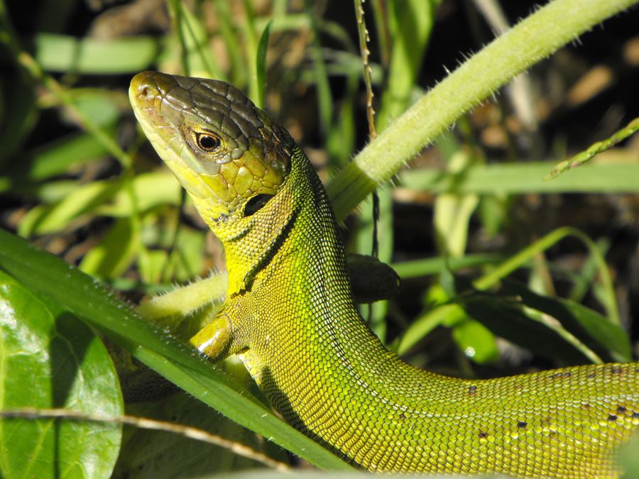 Lacerta bilineata