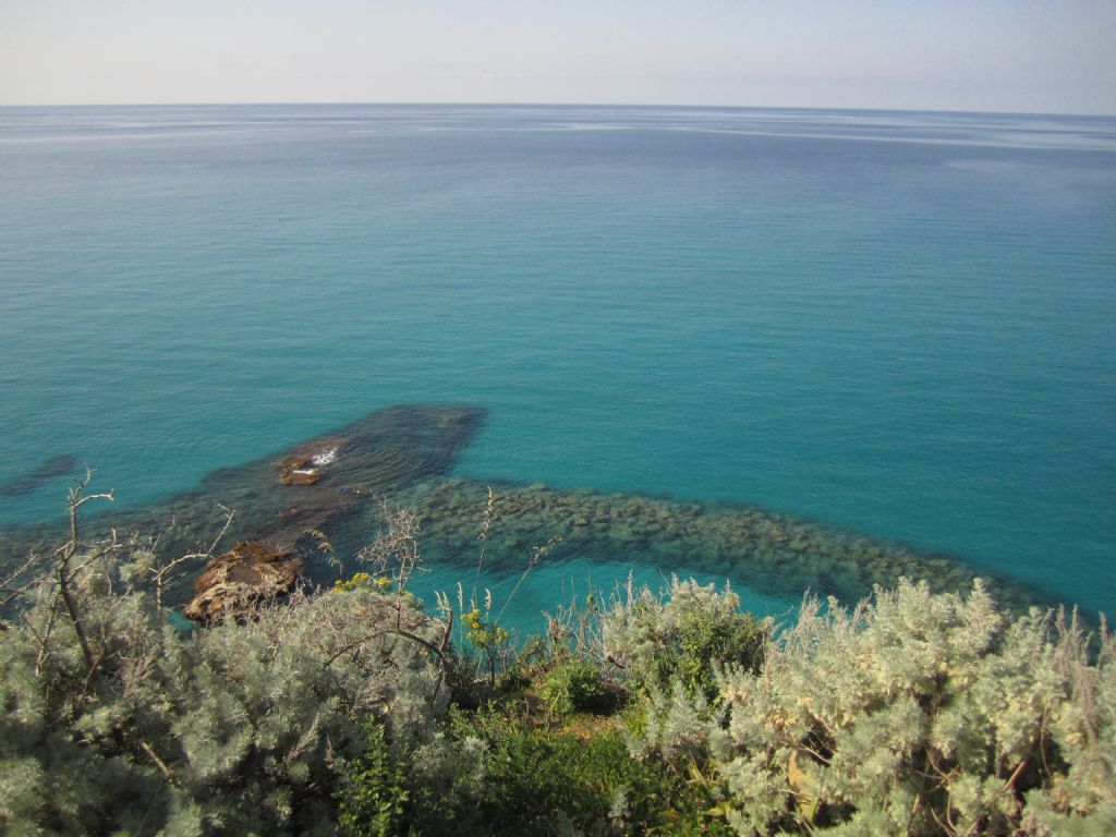 Artemisia arborescens (Asteraceae)  - Spiagge calabresi