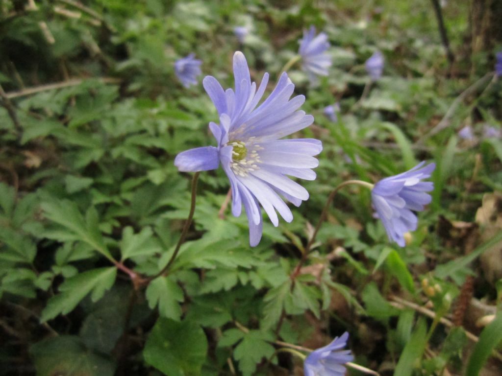 Anemone apennina (Ranunculaceae)