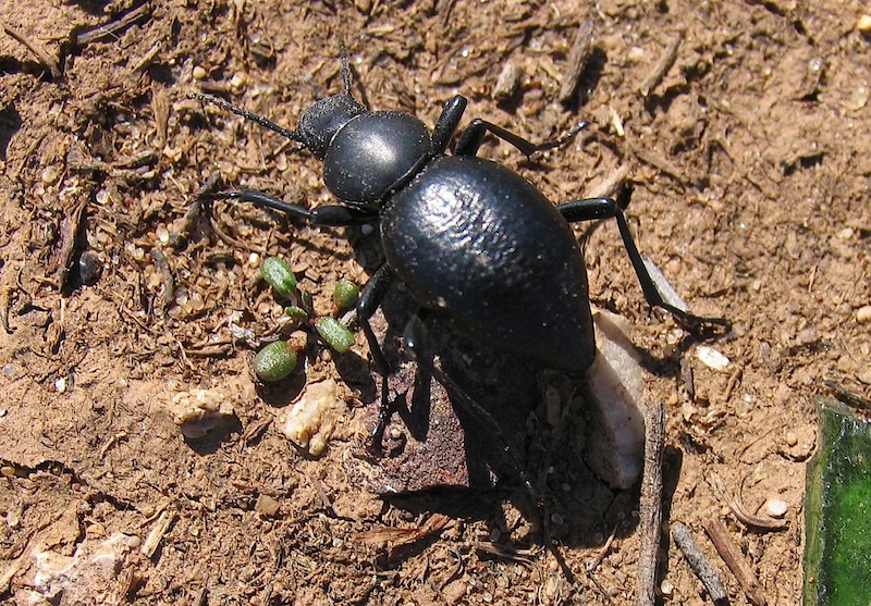 ID 3 - Tentyria sp. (Tenebrionidae)