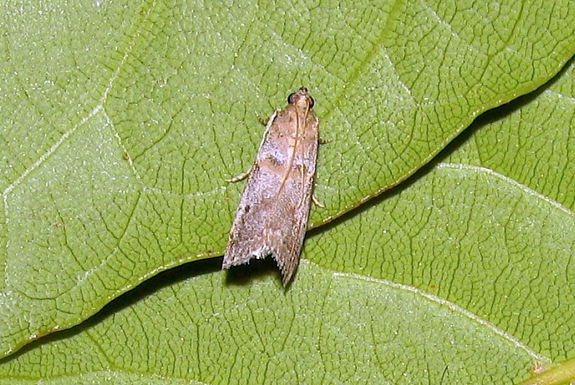 Acrobasis bithynella?