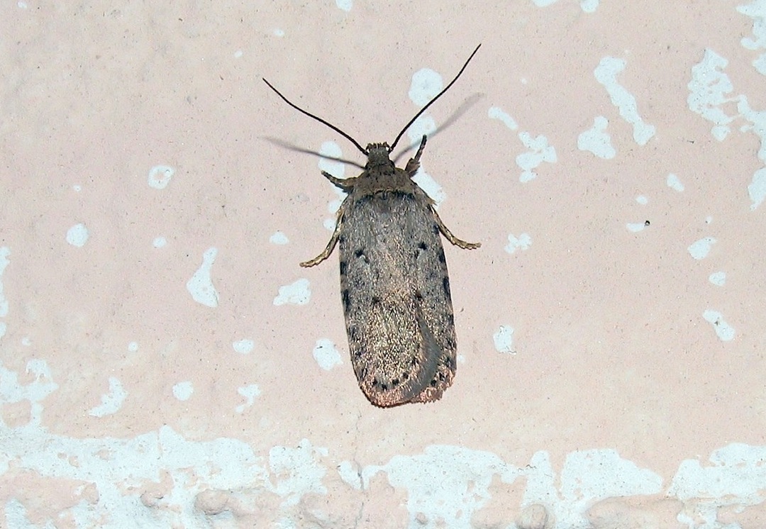 Agonopterix curvipunctosa ?