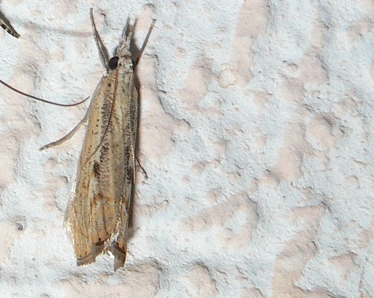 Agriphila geniculea ?