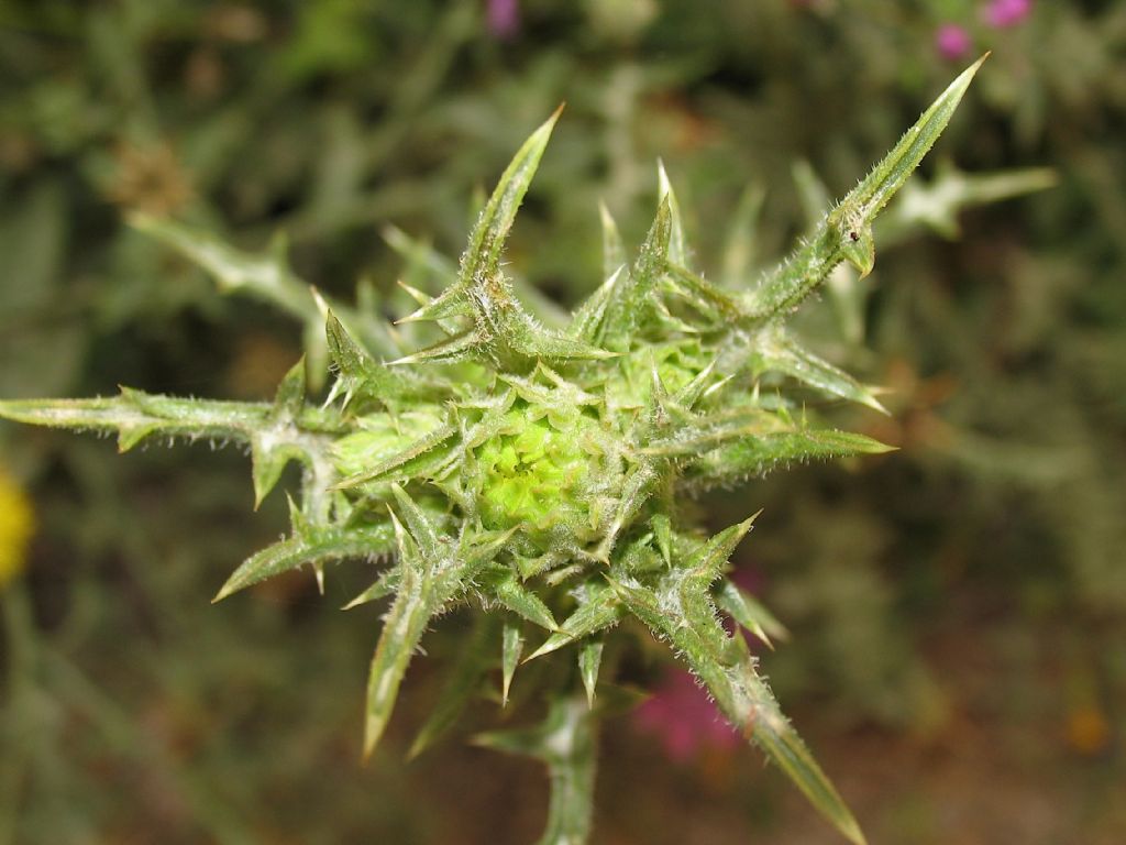 Centaurea sicula / Fiordaliso siculo