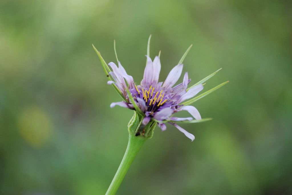 ID 8 - Tragopogon sp.