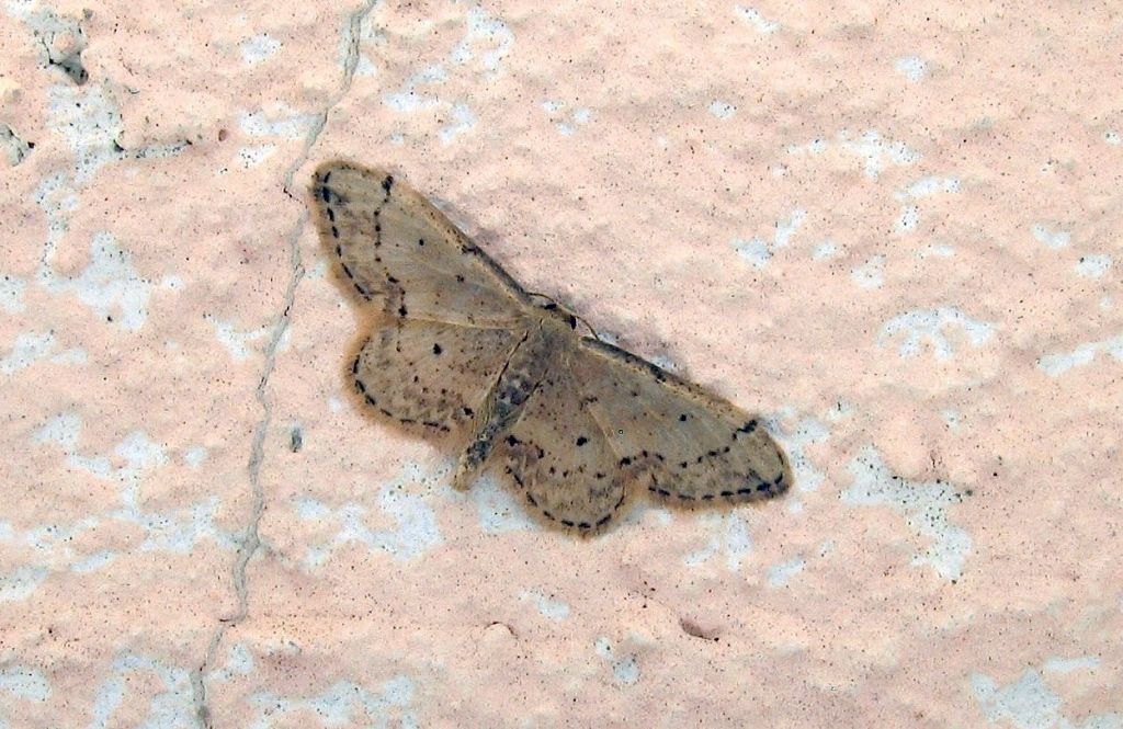 Idaea efflorata