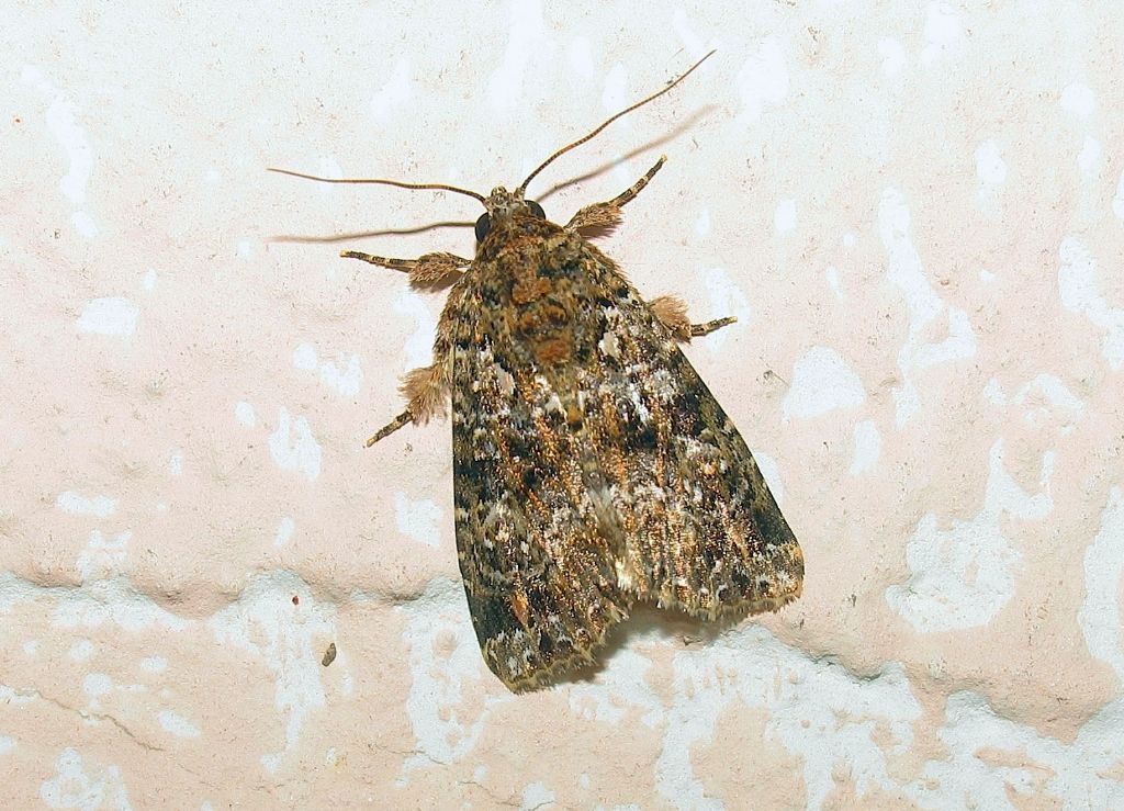 Callopistria latreillei