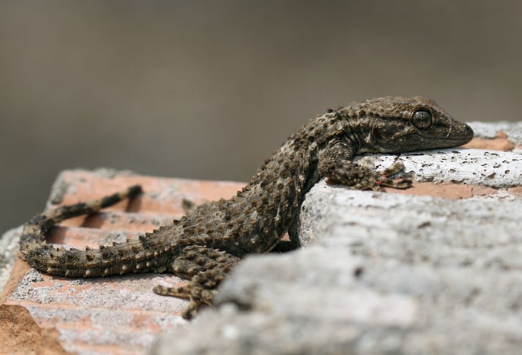 Tarentola mauritanica Linnaeus, 1758