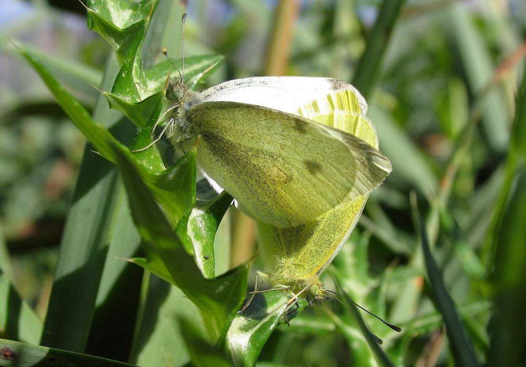 Pieris?