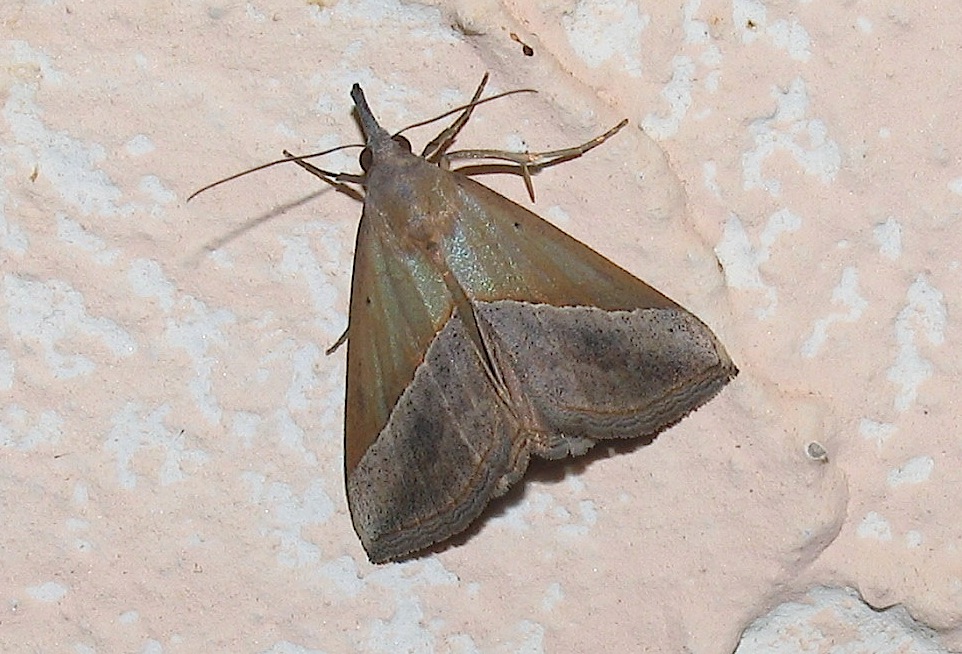 Hypena (Hypena) obsitalis svernante