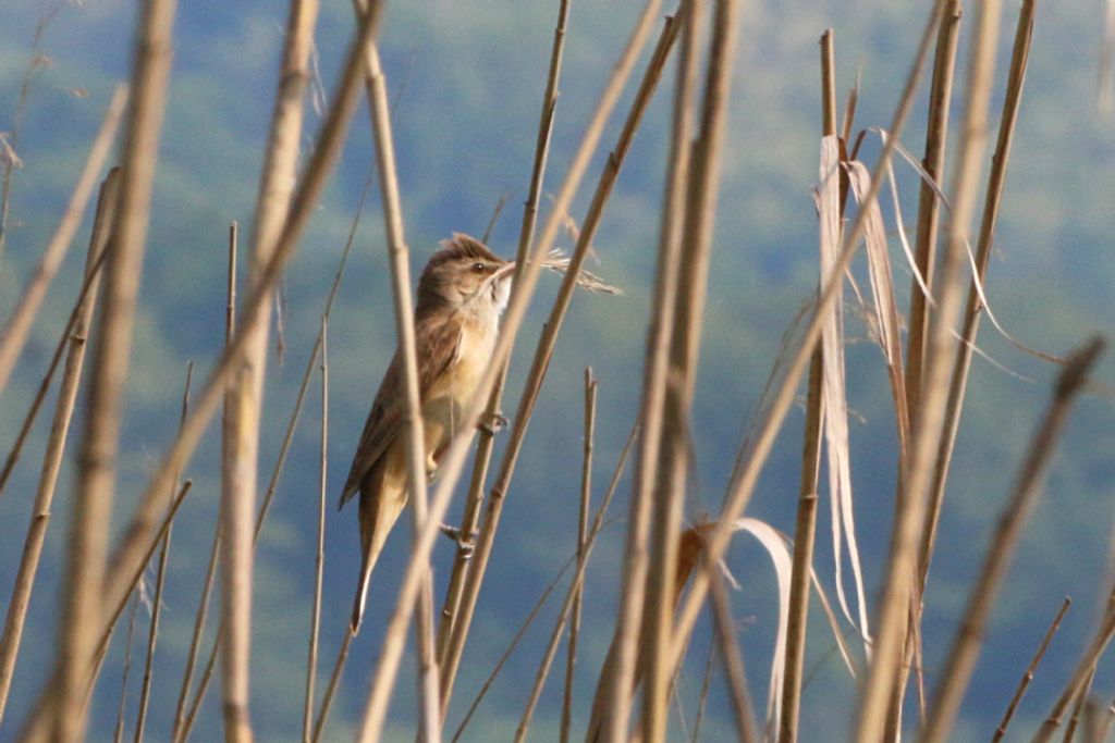 Aiuto ID:  Cannareccione (Acrocephalus arundinaceus - Sylviidae)