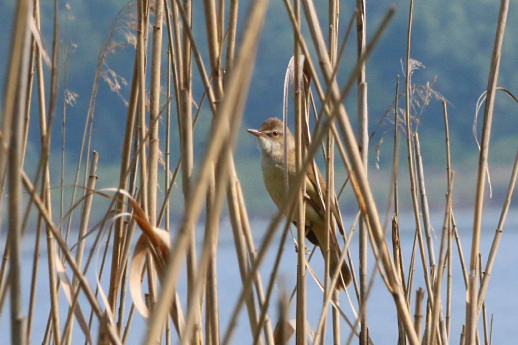 Aiuto ID:  Cannareccione (Acrocephalus arundinaceus - Sylviidae)