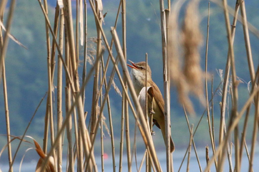 Aiuto ID:  Cannareccione (Acrocephalus arundinaceus - Sylviidae)