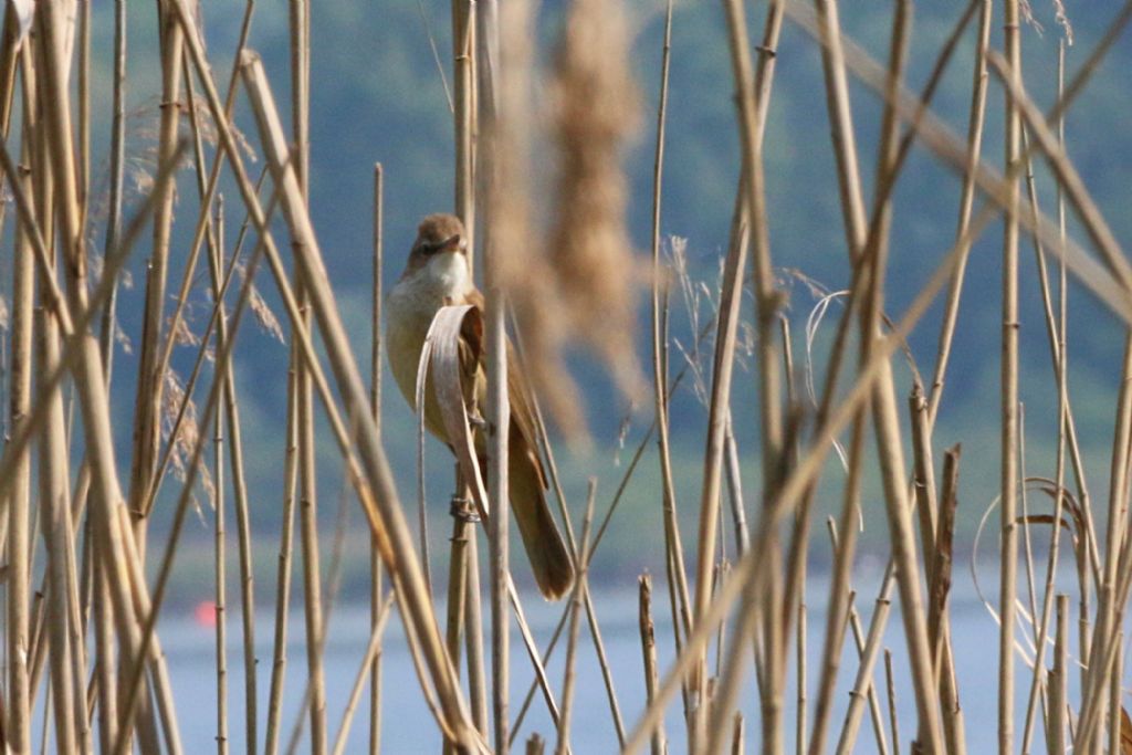 Aiuto ID:  Cannareccione (Acrocephalus arundinaceus - Sylviidae)