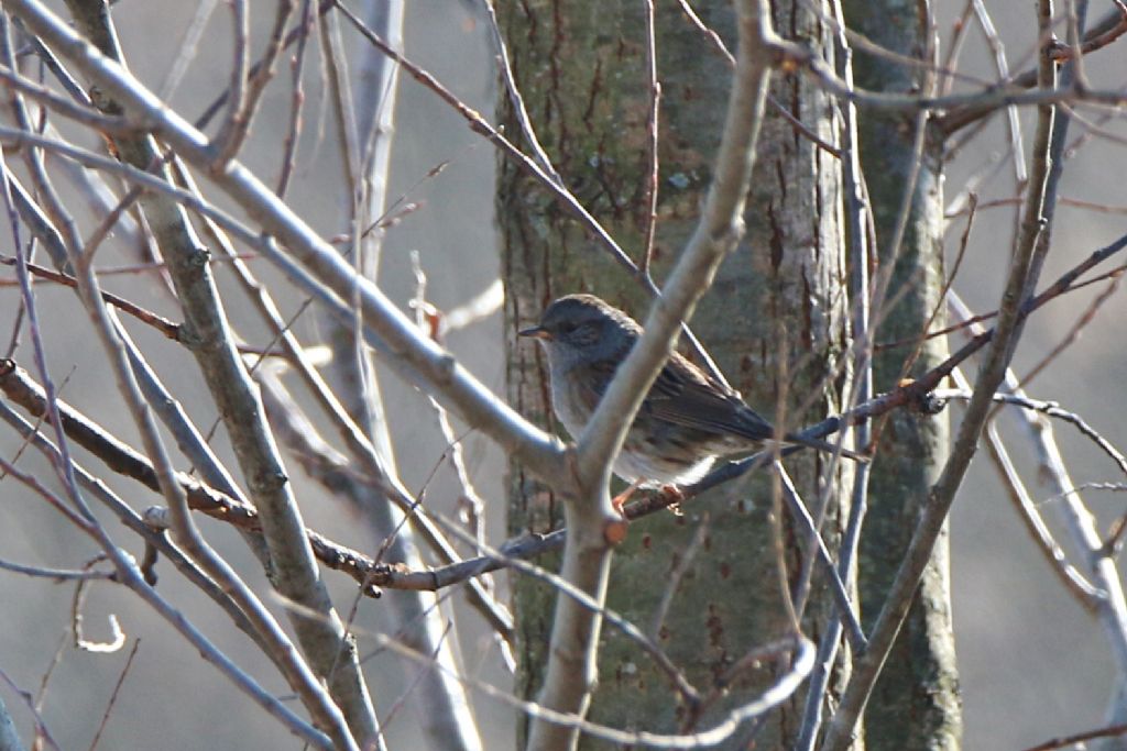 Passera scopaiola (Prunella modularis)