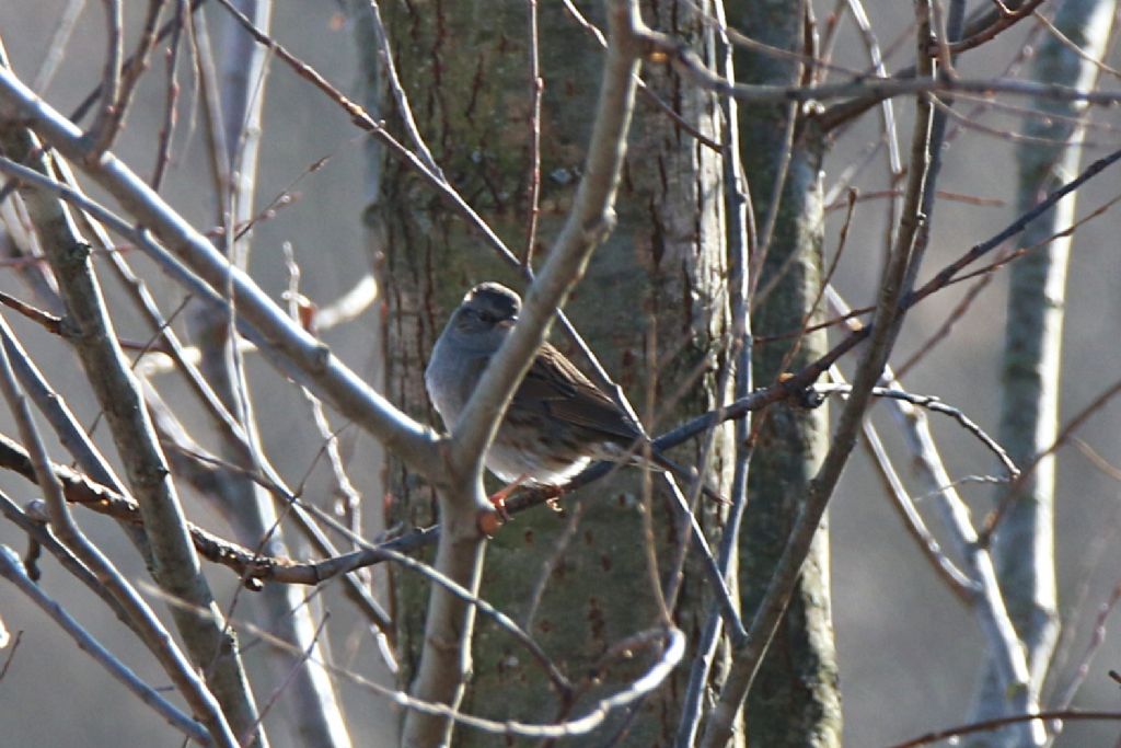 Passera scopaiola (Prunella modularis)