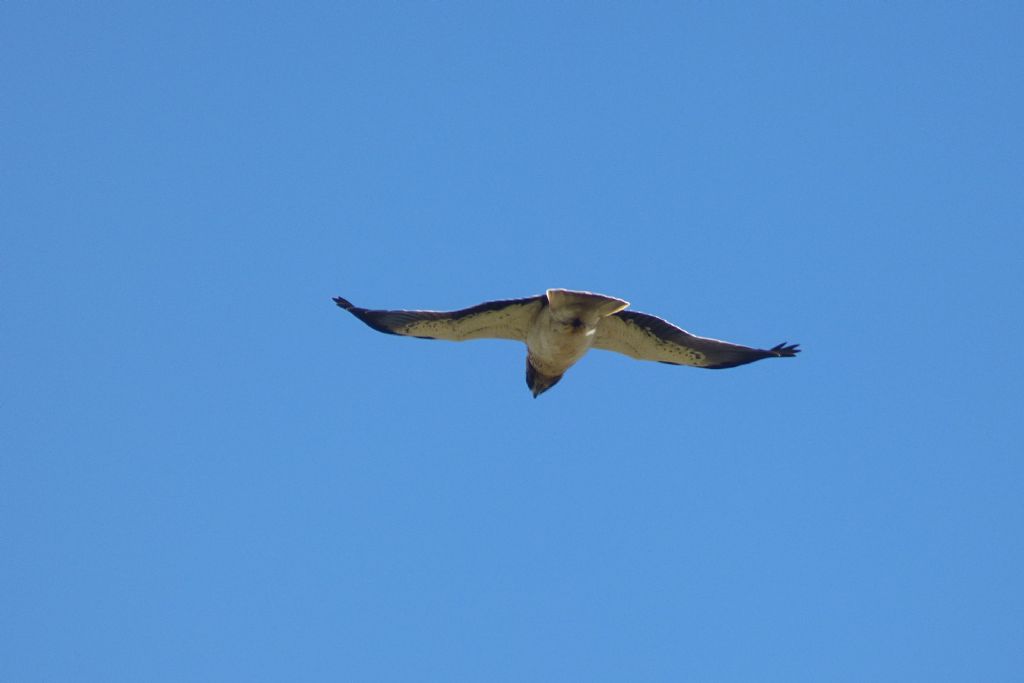 Aquila minore (Aquila pennata)