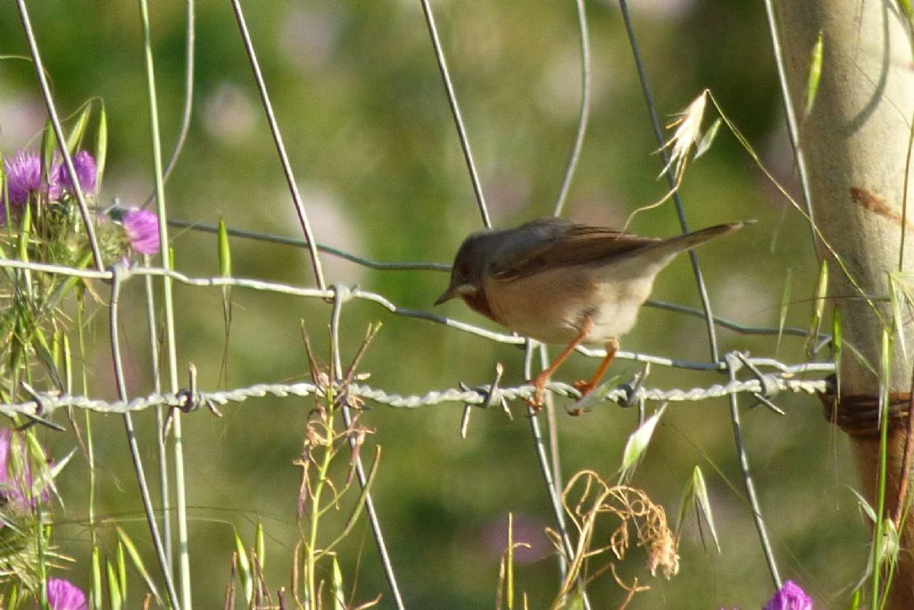 Sterpazzolina comune (Sylvia cantillans)