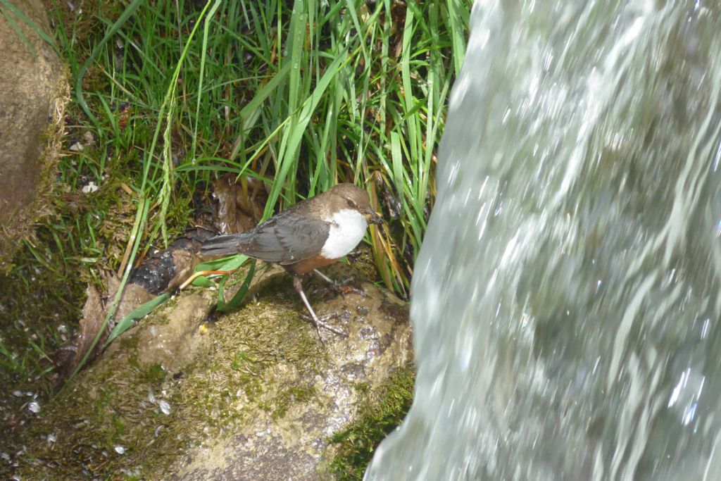 Merlo acquaiolo - Cinclus cinclus