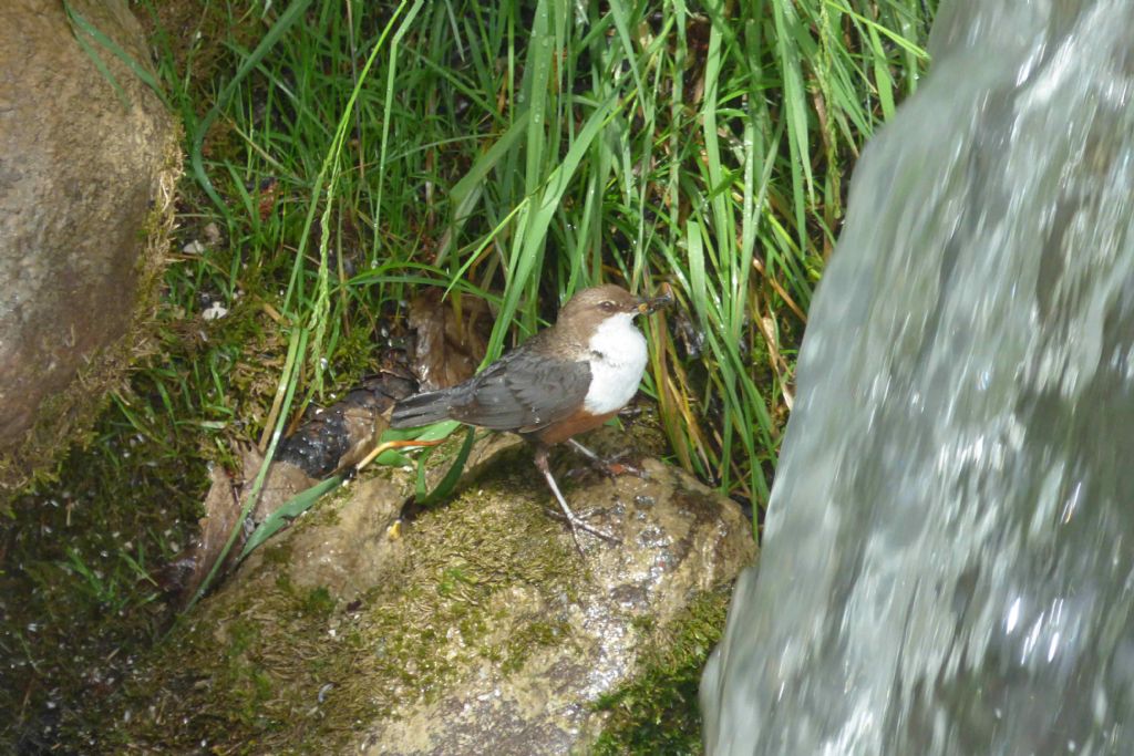 Merlo acquaiolo - Cinclus cinclus