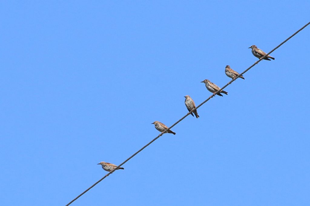 Identificazione: giovani Storni (Sturnus vulgaris)