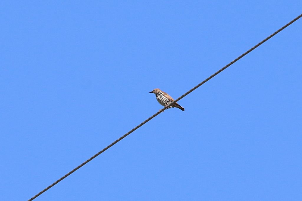 Identificazione: giovani Storni (Sturnus vulgaris)