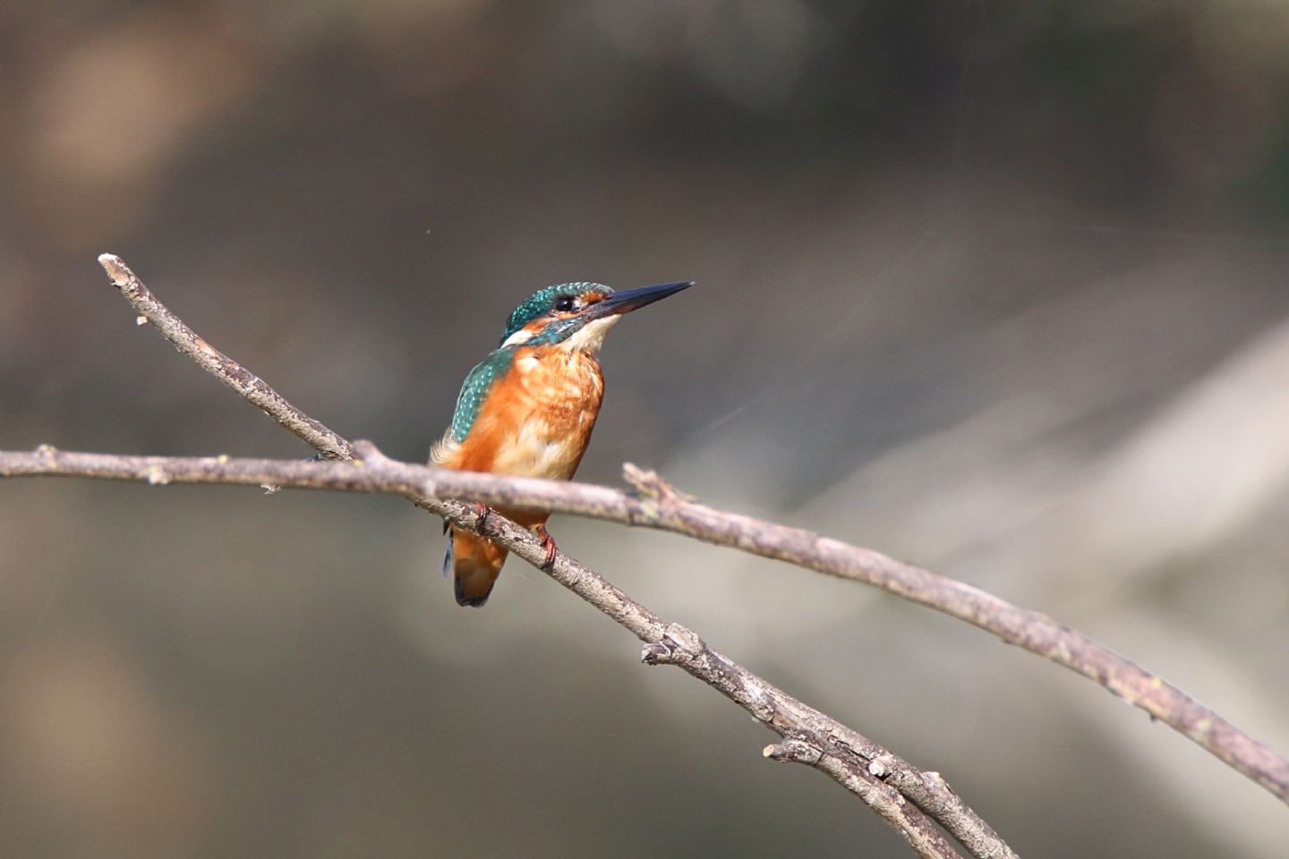 Martin pescatore (Alcedo atthis)