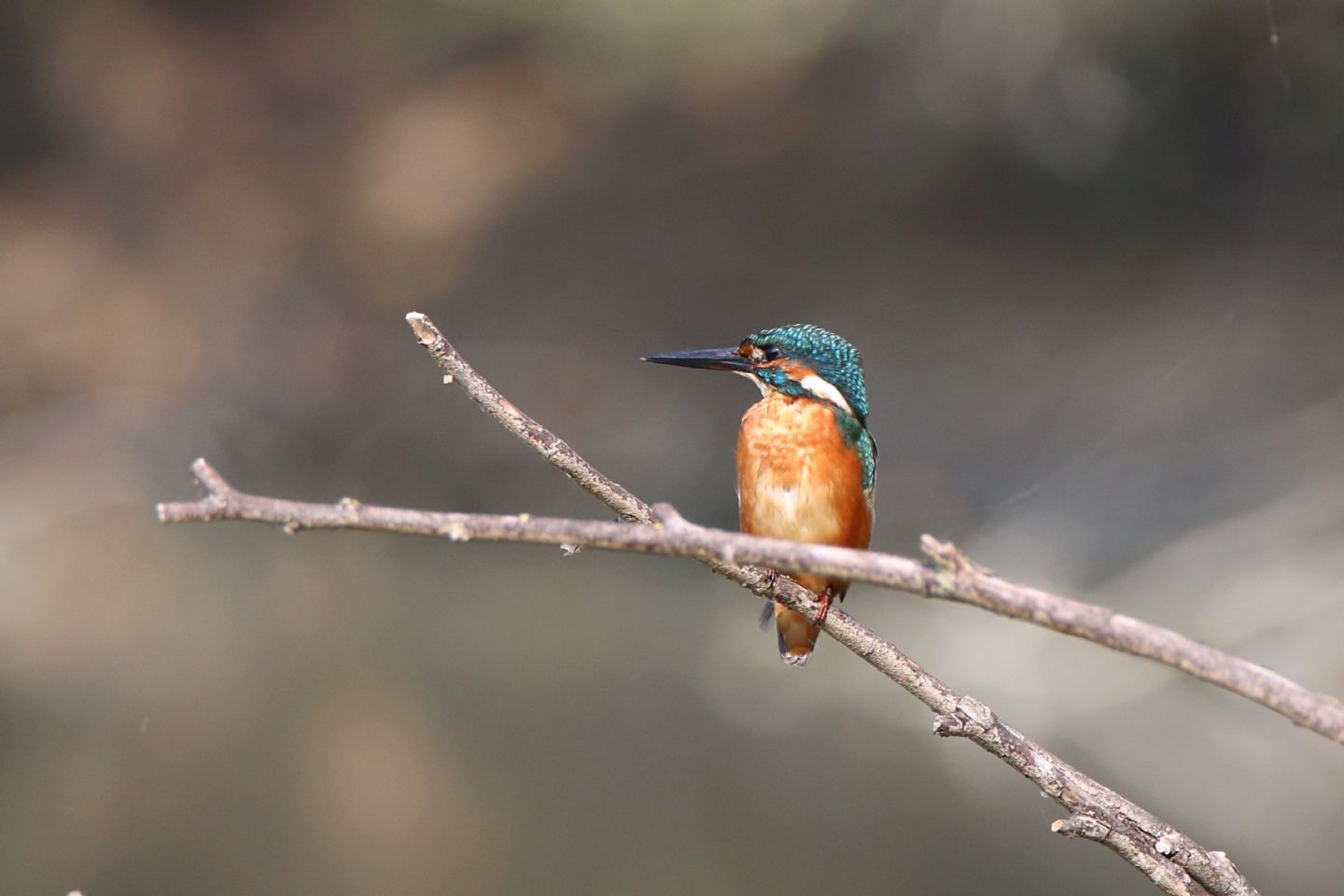 Martin pescatore (Alcedo atthis)