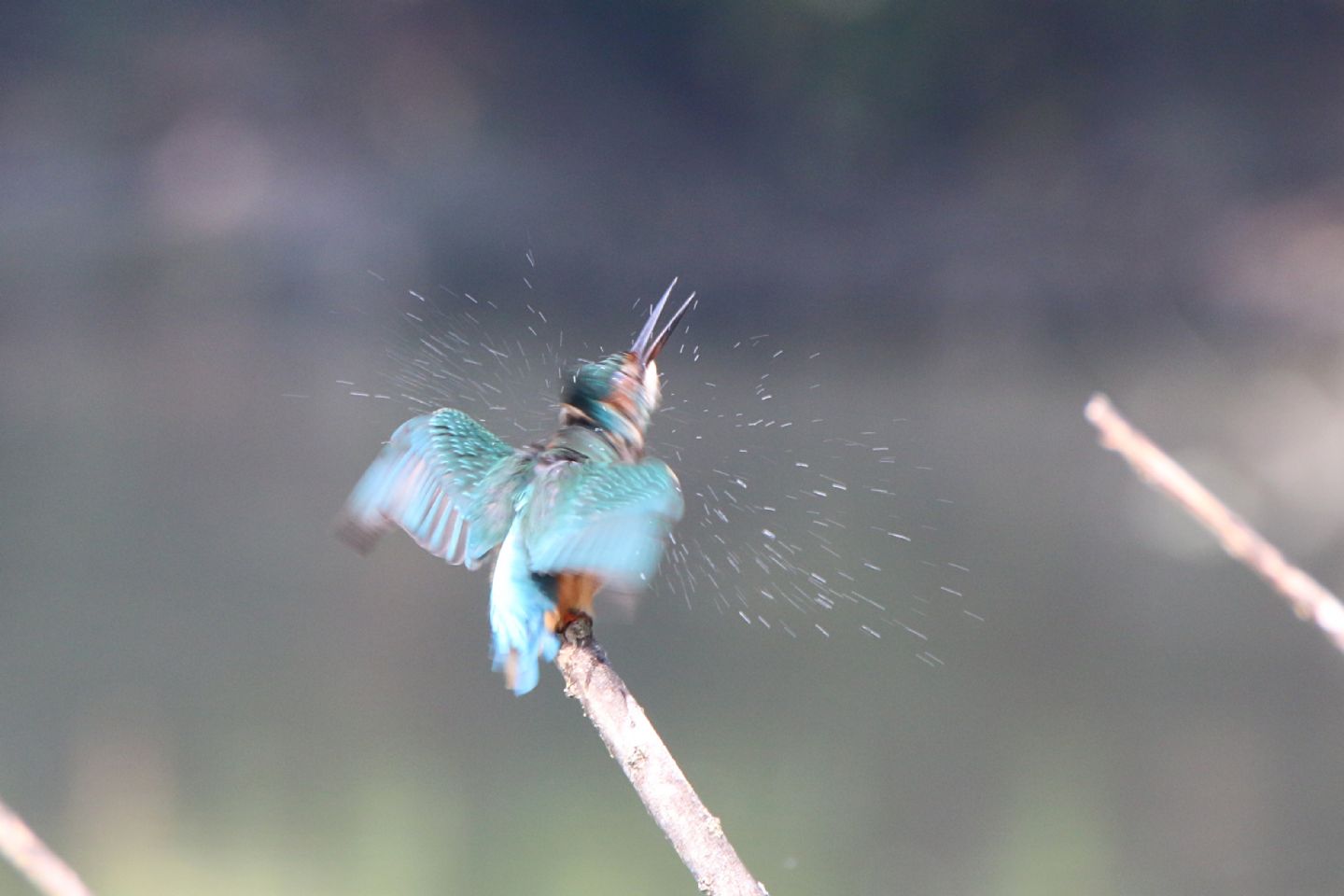 Martin pescatore (Alcedo atthis)