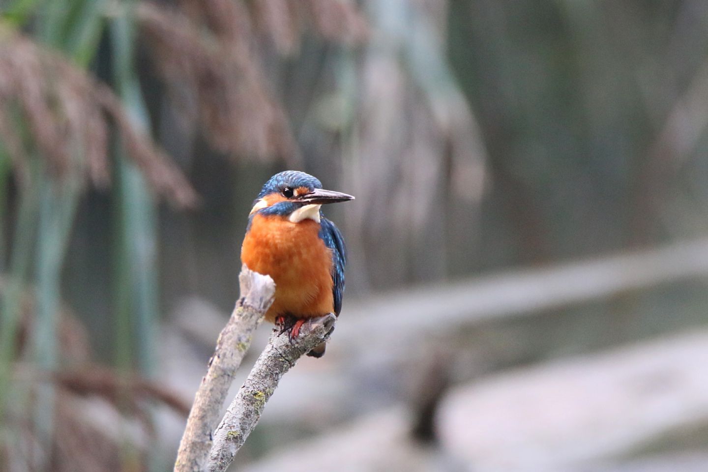 Martin pescatore (Alcedo atthis)