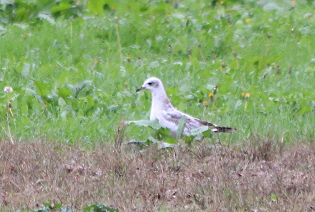 Giovane Gabbiano corallino (Larus melanocephalus)