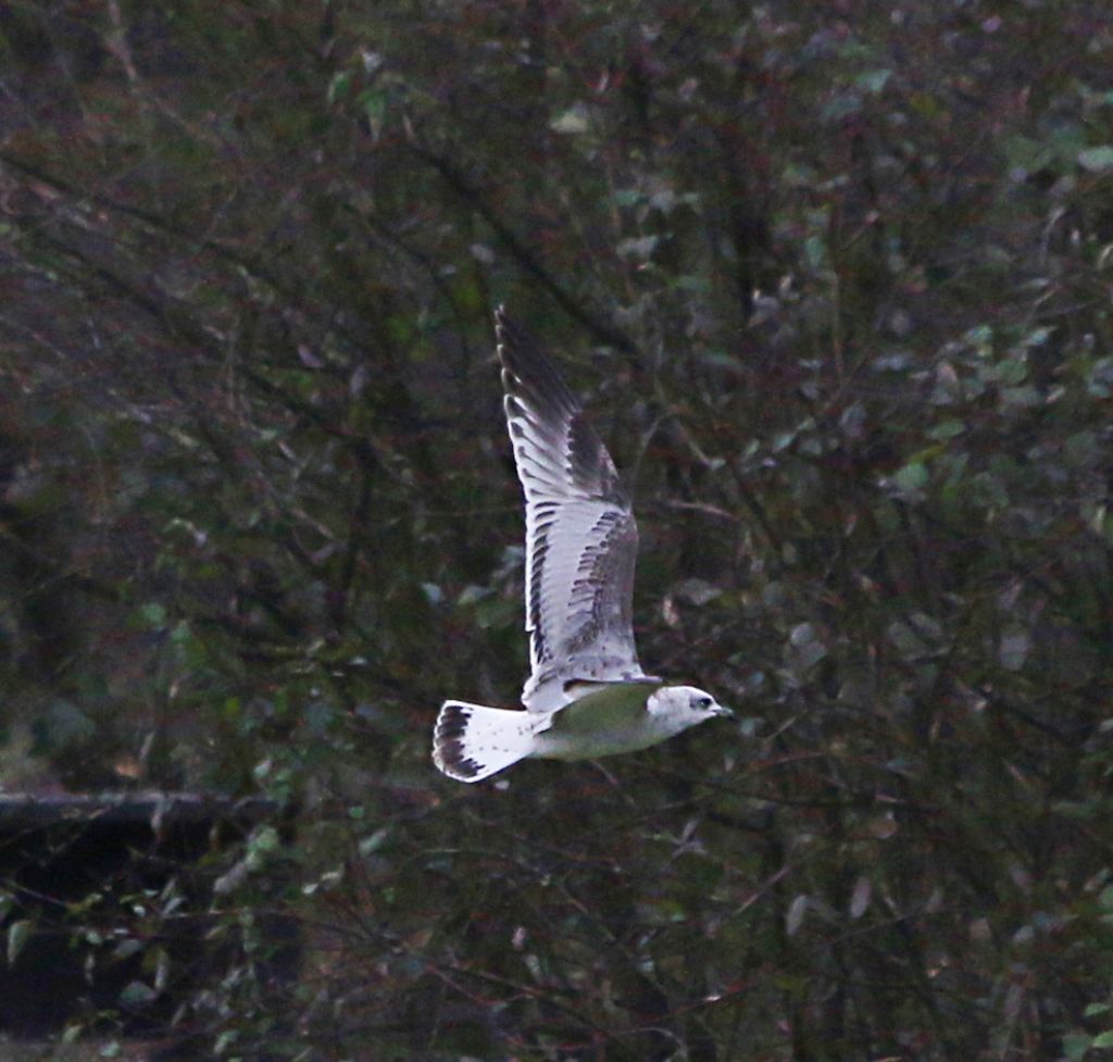 Giovane Gabbiano corallino (Larus melanocephalus)