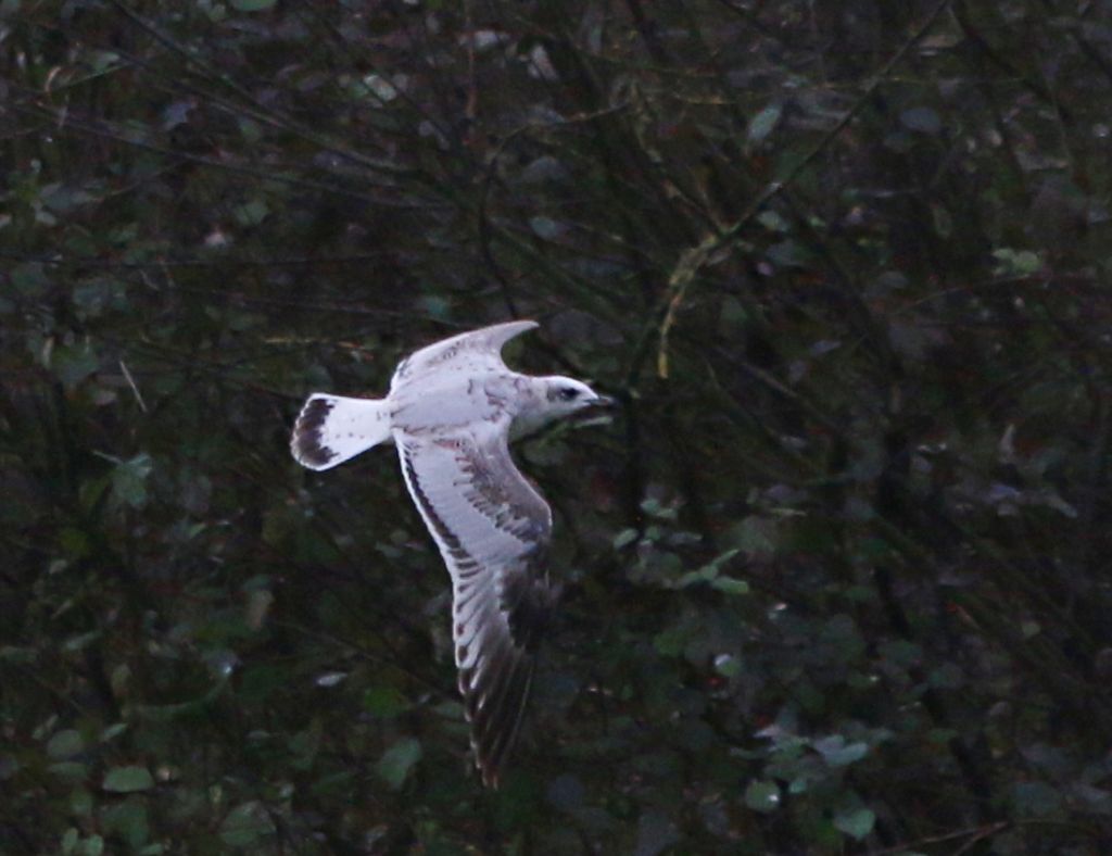 Giovane Gabbiano corallino (Larus melanocephalus)