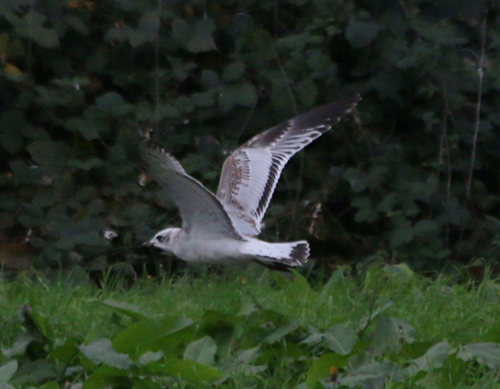 Giovane Gabbiano corallino (Larus melanocephalus)